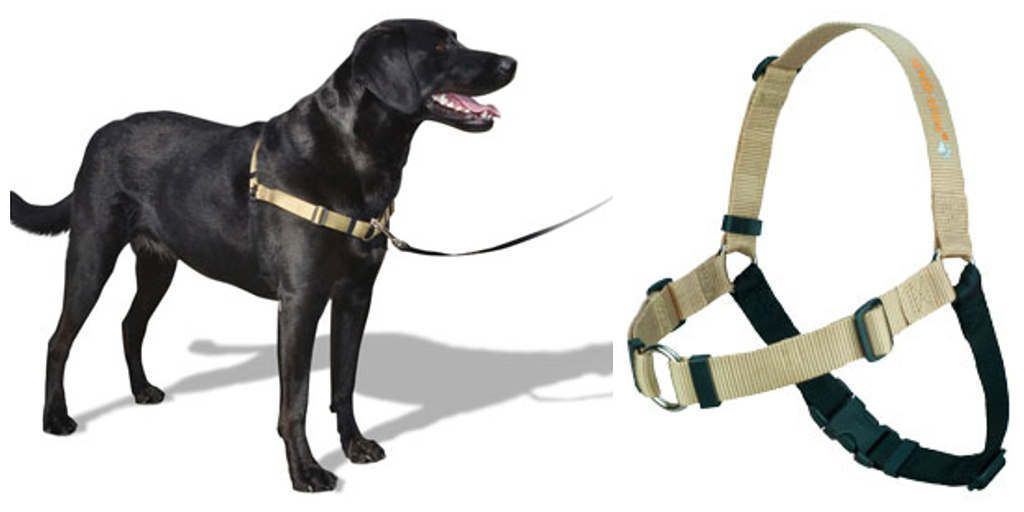 9 Types Of Dog Harnesses For EVERY Type Of Dog (+ What We Use) 2020